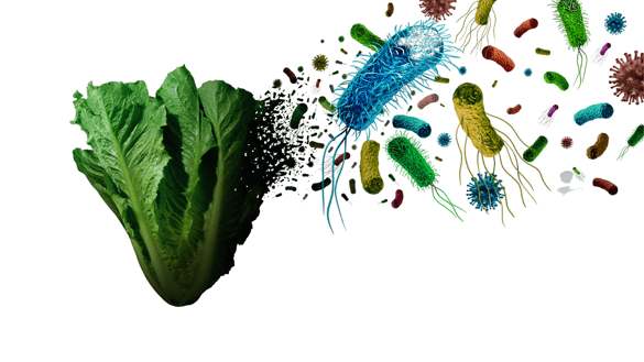 Vegetable bacteria and germs on vegetables